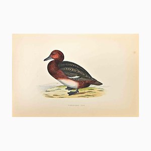 Alexander Francis Lydon, Ferruginous Duck, Woodcut Print, 1870