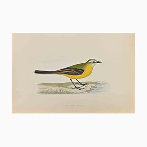 Alexander Francis Lydon, Grey-Headed Wagtail, Woodcut Print, 1870