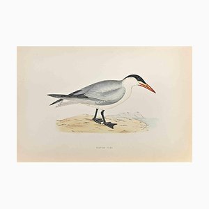 Alexander Francis Lydon, Caspian Tern, xilografia, 1870