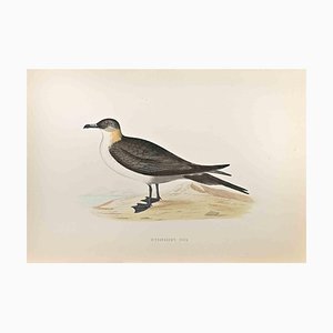 Alexander Francis Lydon, Richardsons Skua, Holzschnitt, 1870