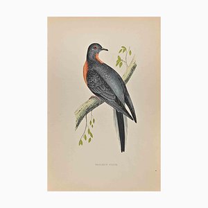 Alexander Francis Lydon, Passenger Pigeon, Woodcut Print, 1870