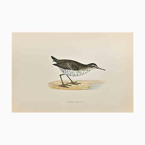 Alexander Francis Lydon, Sandpiper maculato, xilografia, 1870