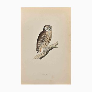Alexander Francis Lydon, Little Owl, Woodcut Print, 1870