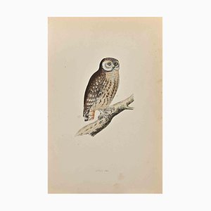 Alexander Francis Lydon, Petit Hibou, Gravure sur Bois, 1870