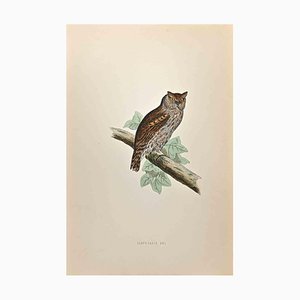 Alexander Francis Lydon, Scops-Eared Owl, gravure sur bois, 1870