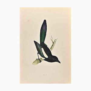 Alexander Francis Lydon, Magpie, Woodcut Print, 1870