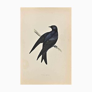 Alexander Francis Lydon, Purple Martin, Woodcut Print, 1870