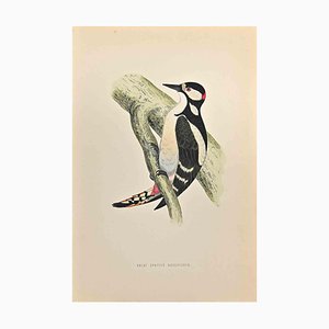 Alexander Francis Lydon, Great Spotted Wodpecker, Woodcut Print, 1870