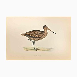 Alexander Francis Lydon, Sabine's Snipe, Woodcut Print, 1870