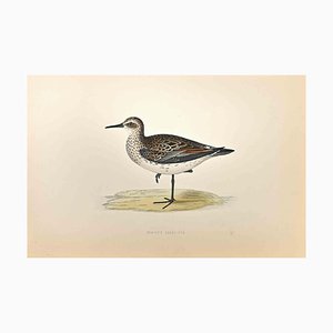 Alexander Francis Lydon, Schinz's Sandpiper, Woodcut Print, 1870