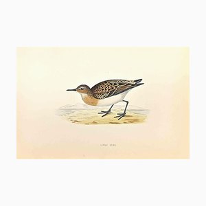 Alexander Francis Lydon, Little Stint, Gravure sur bois, 1870