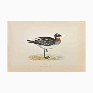 Alexander Francis Lydon, Phalarope à cou rouge, Gravure sur bois, 1870