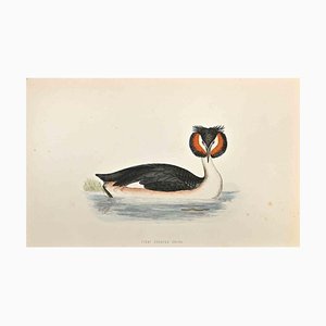 Alexander Francis Lydon, Great Crested Grebe, Woodcut Print, 1870