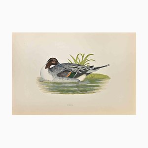 Alexander Francis Lydon, Pintail, Woodcut Print, 1870