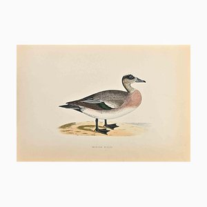 Alexander Francis Lydon, American Wigeon, Woodcut Print, 1870