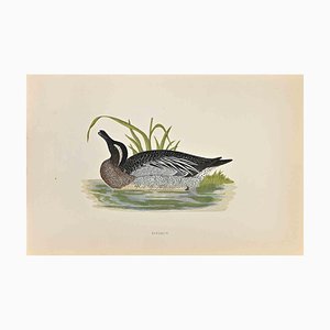 Alexander Francis Lydon, Garganey, grabado en madera, 1870