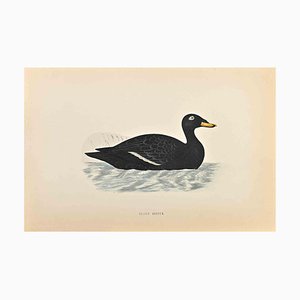 Alexander Francis Lydon, Velvet Scoter, Woodcut Print, 1870