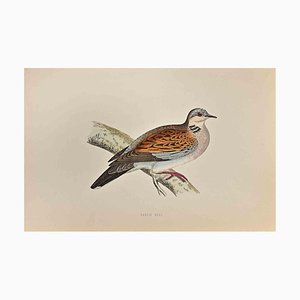 Alexander Francis Lydon, Turtle Dove, Woodcut Print, 1870