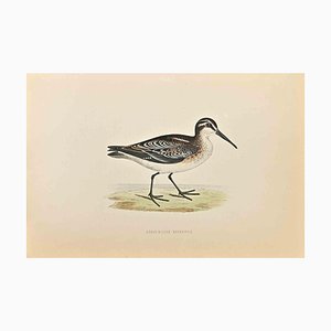 Alexander Francis Lydon, Broad-Billed Strandläufer, Holzschnitt, 1870