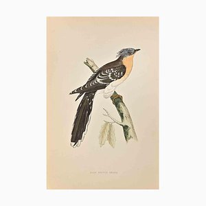 Alexander Francis Lydon, Great Spotted Cuckoo, Woodcut Print, 1870