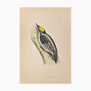 Alexander Francis Lydon, pájaro carpintero de tres dedos, grabado en madera, 1870