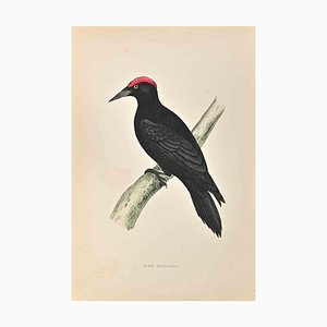 Alexander Francis Lydon, Black Woodpecker, Woodcut Print, 1870