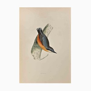 Alexander Francis Lydon, Nuthatch, Woodcut Print, 1870