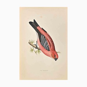 Alexander Francis Lydon, Pine Grossbeak, xilografia, 1870