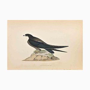 Alexander Francis Lydon, Spine-tailed Swallow, xilografia, 1870