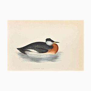 Alexander Francis Lydon, Red-Necked Grebe, Woodcut Print, 1870
