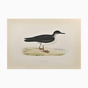 Alexander Francis Lydon, Manx Shearwater, Woodcut Print, 1870