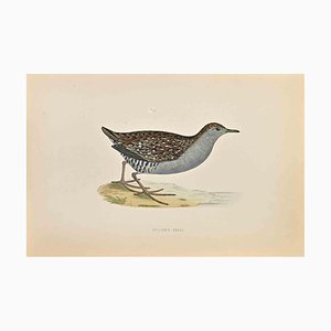 Alexander Francis Lydon, Baillon's Crake, grabado en madera, 1870