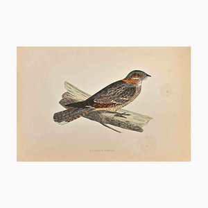 Alexander Francis Lydon, Red-Necked Nightjar, Woodcut Print, 1870