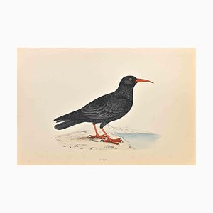 Alexander Francis Lydon, Chough, Holzschnitt, 1870