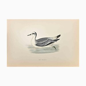 Alexander Francis Lydon, Phalarope Gris, Impression Gravure Sur Bois, 1870