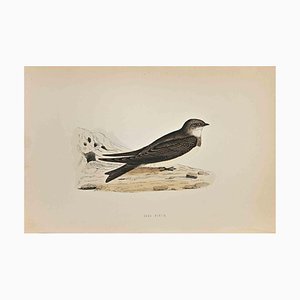 Alexander Francis Lydon, Sand Martin, Woodcut Print, 1870