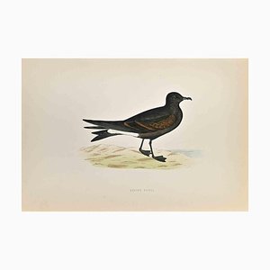 Alexander Francis Lydon, Leach's Petrel, Woodcut Print, 1870