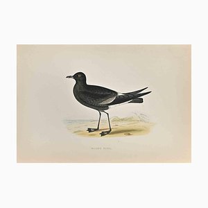 Alexander Francis Lydon, Wilson's Petrel, gravure sur bois, 1870