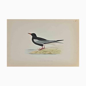 Alexander Francis Lydon, White-Winged Black Tern, Woodcut Print, 1870