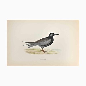 Alexander Francis Lydon, Black Tern, Woodcut Print, 1870