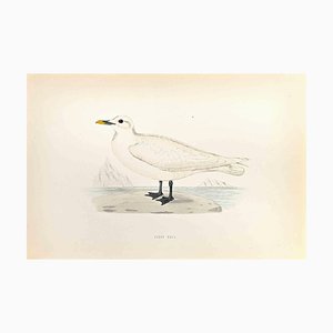 Alexander Francis Lydon, Ivory Gull, Woodcut Print, 1870