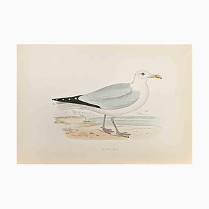 Alexander Francis Lydon, Herring Gull, Woodcut Print, 1870