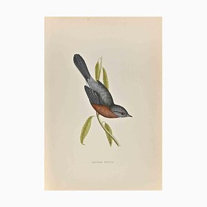 Alexander Francis Lydon, Dartford Warbler, Woodcut Print, 1870