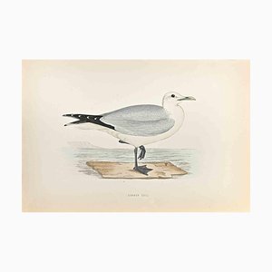 Alexander Francis Lydon, Common Gull, Woodcut Print, 1870