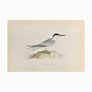 Alexander Francis Lydon, Roseate Tern, Holzschnitt, 1870