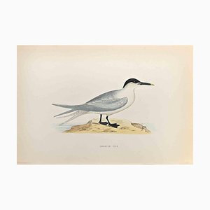 Alexander Francis Lydon, Sandwich Tern, Woodcut Print, 1870
