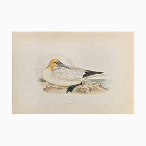 Alexander Francis Lydon, Gannet, Woodcut Print, 1870