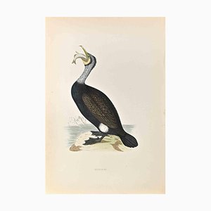 Alexander Francis Lydon, Cormorant, Woodcut Print, 1870