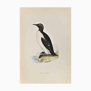 Alexander Francis Lydon, Ringed Guillemot, Holzschnitt, 1870