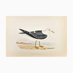 Alexander Francis Lydon, Lesser Black-Backed Gull, Woodcut Print, 1870